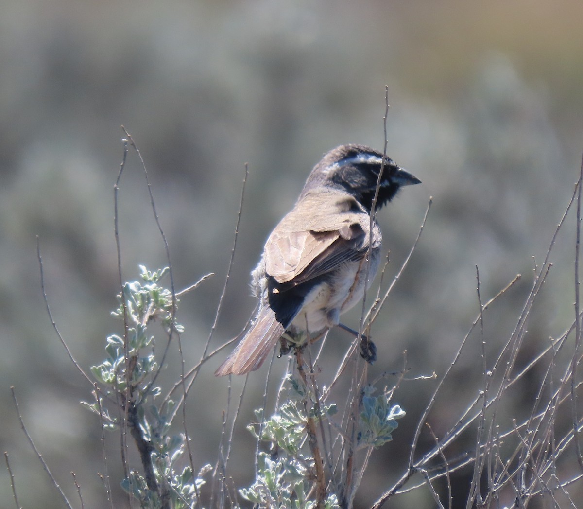 Black-throated Sparrow - Elaine Wagner