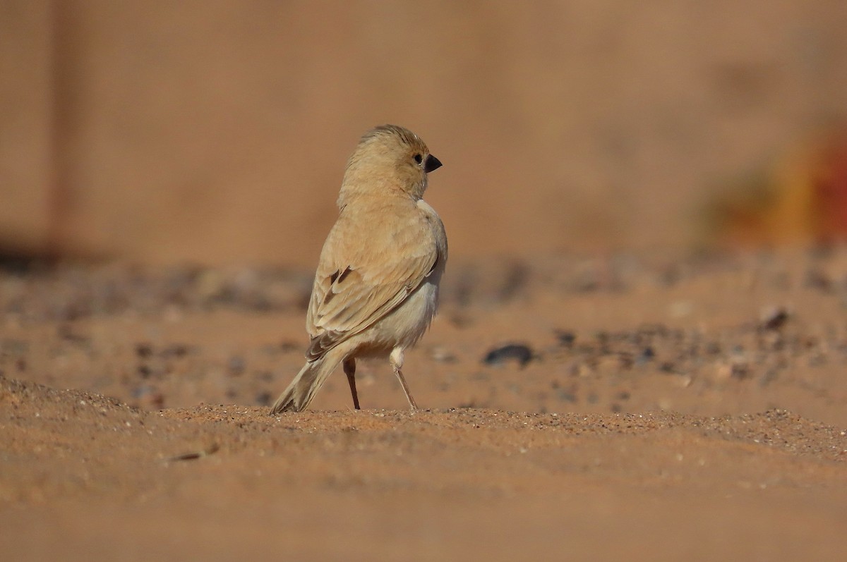 Desert Sparrow - ML617982170