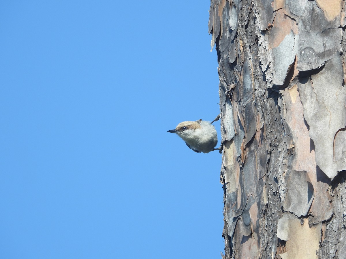 Brown-headed Nuthatch - ML617982189