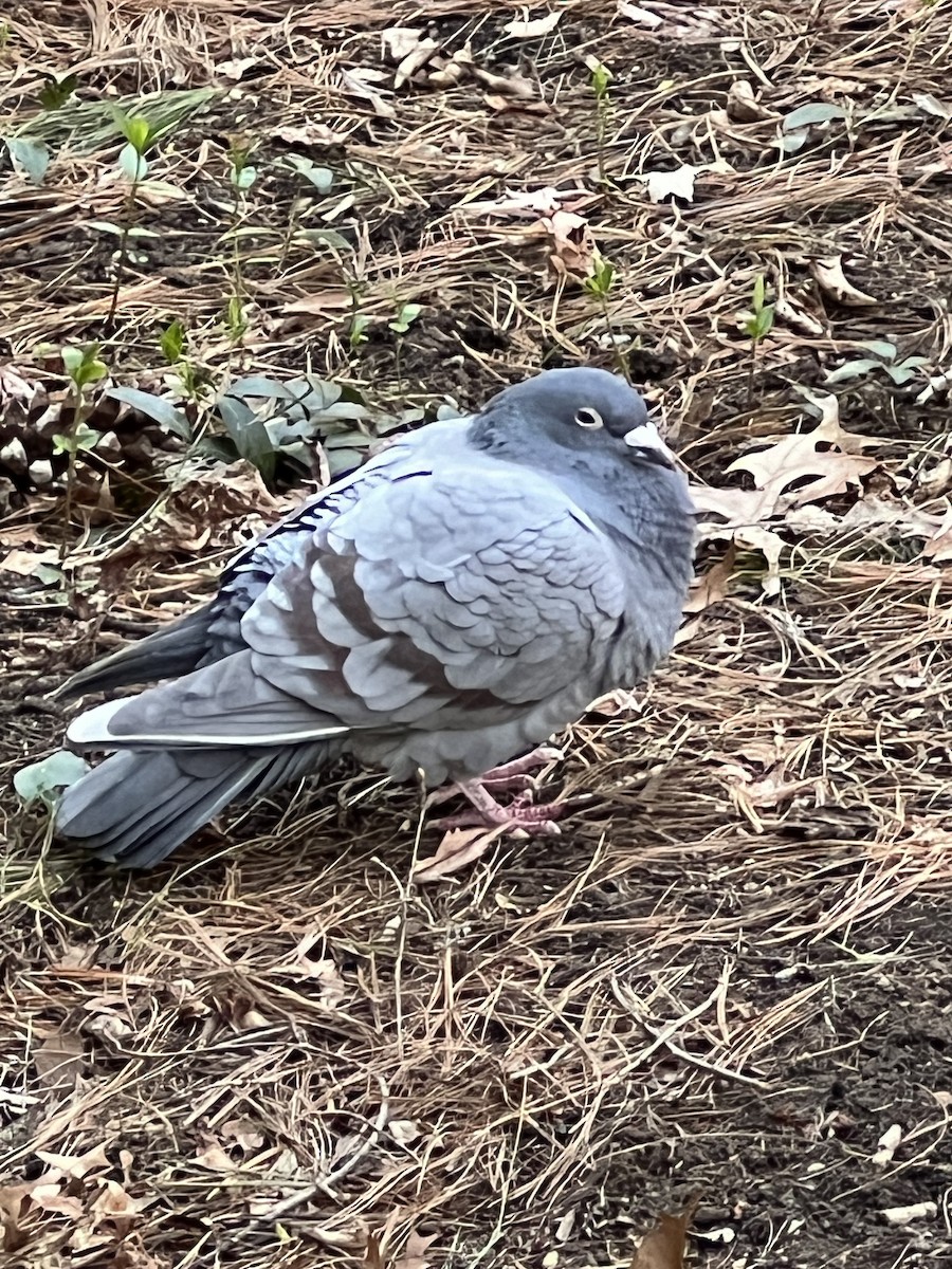 Rock Pigeon (Feral Pigeon) - ML617982211