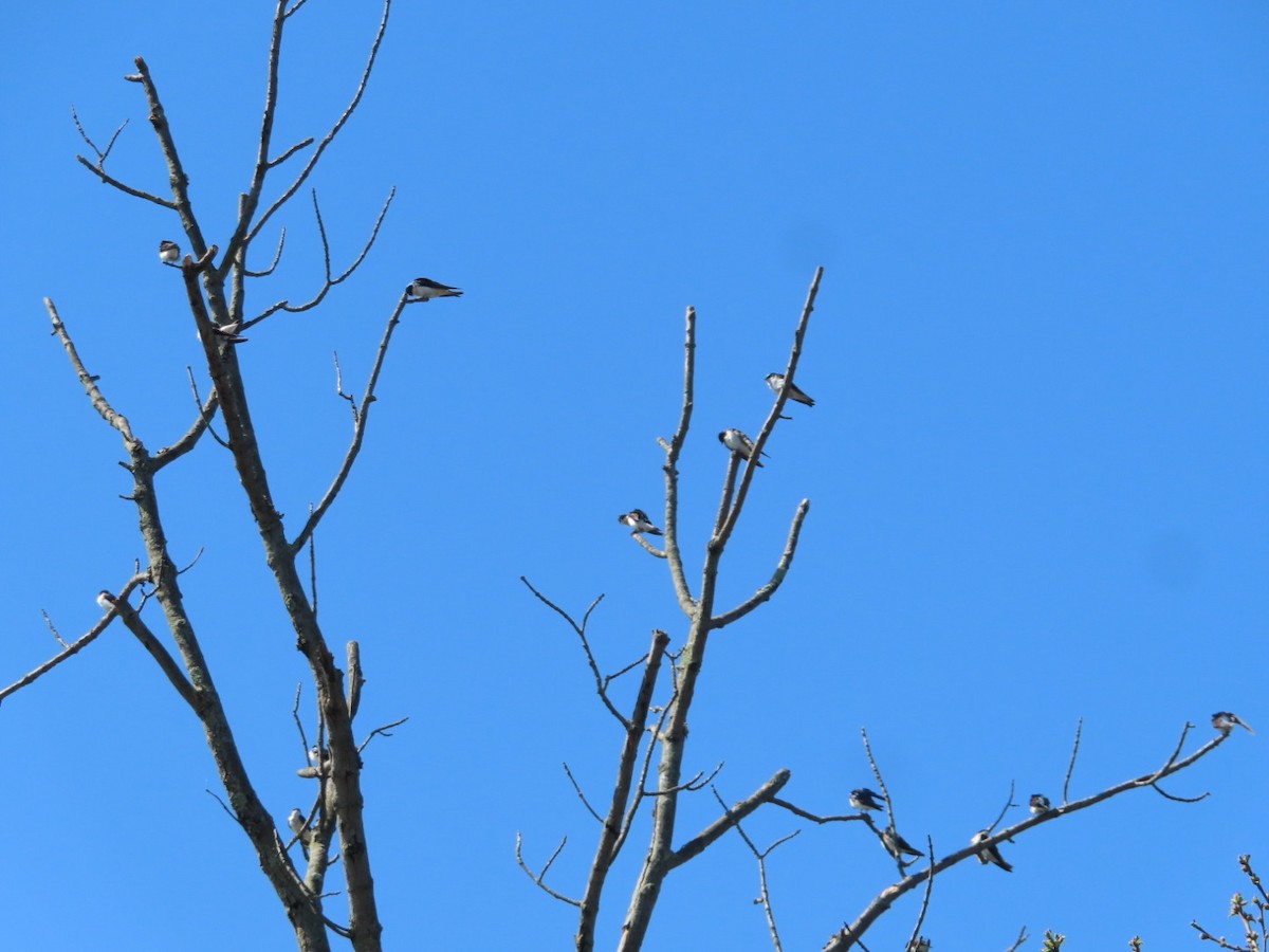 Tree Swallow - ML617982215