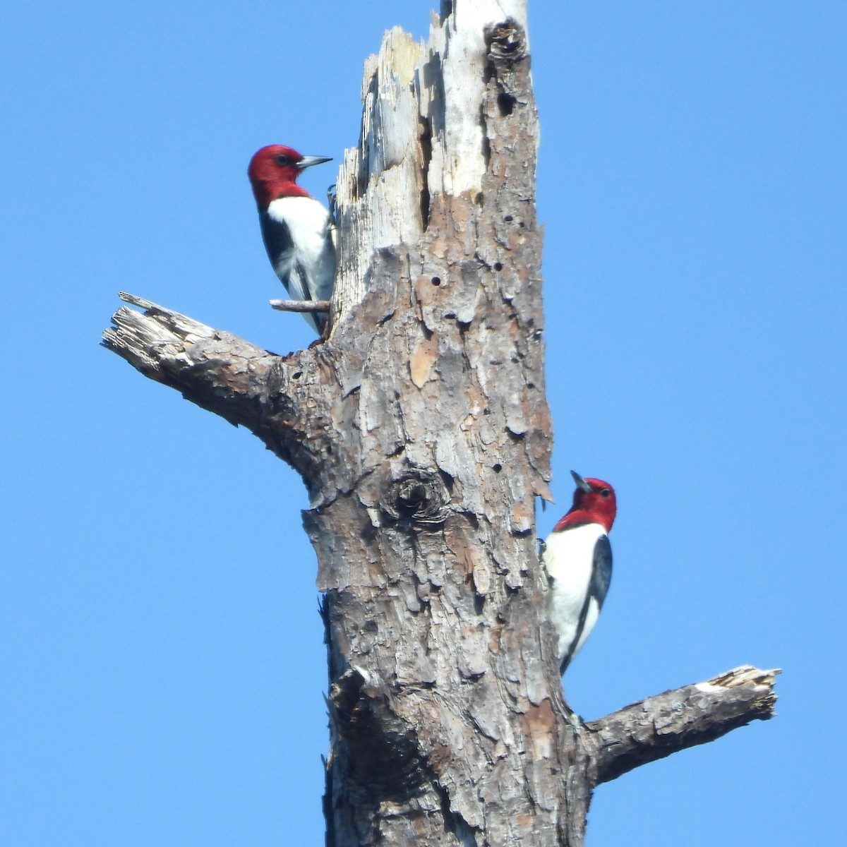 Red-headed Woodpecker - ML617982237