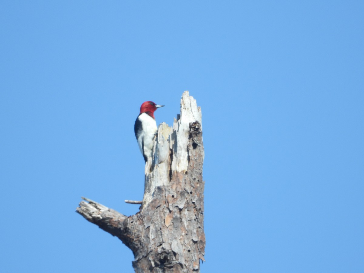 Red-headed Woodpecker - ML617982241