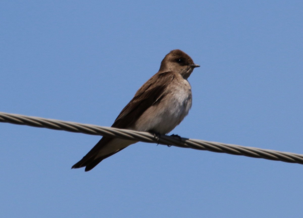 Northern Rough-winged Swallow - ML617982242