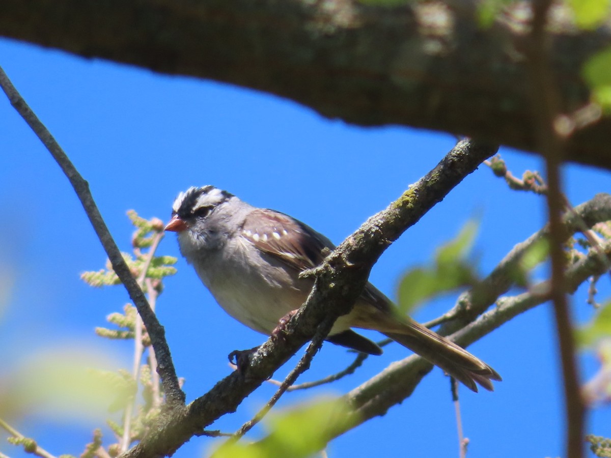 White-crowned Sparrow - Jennifer Segrest