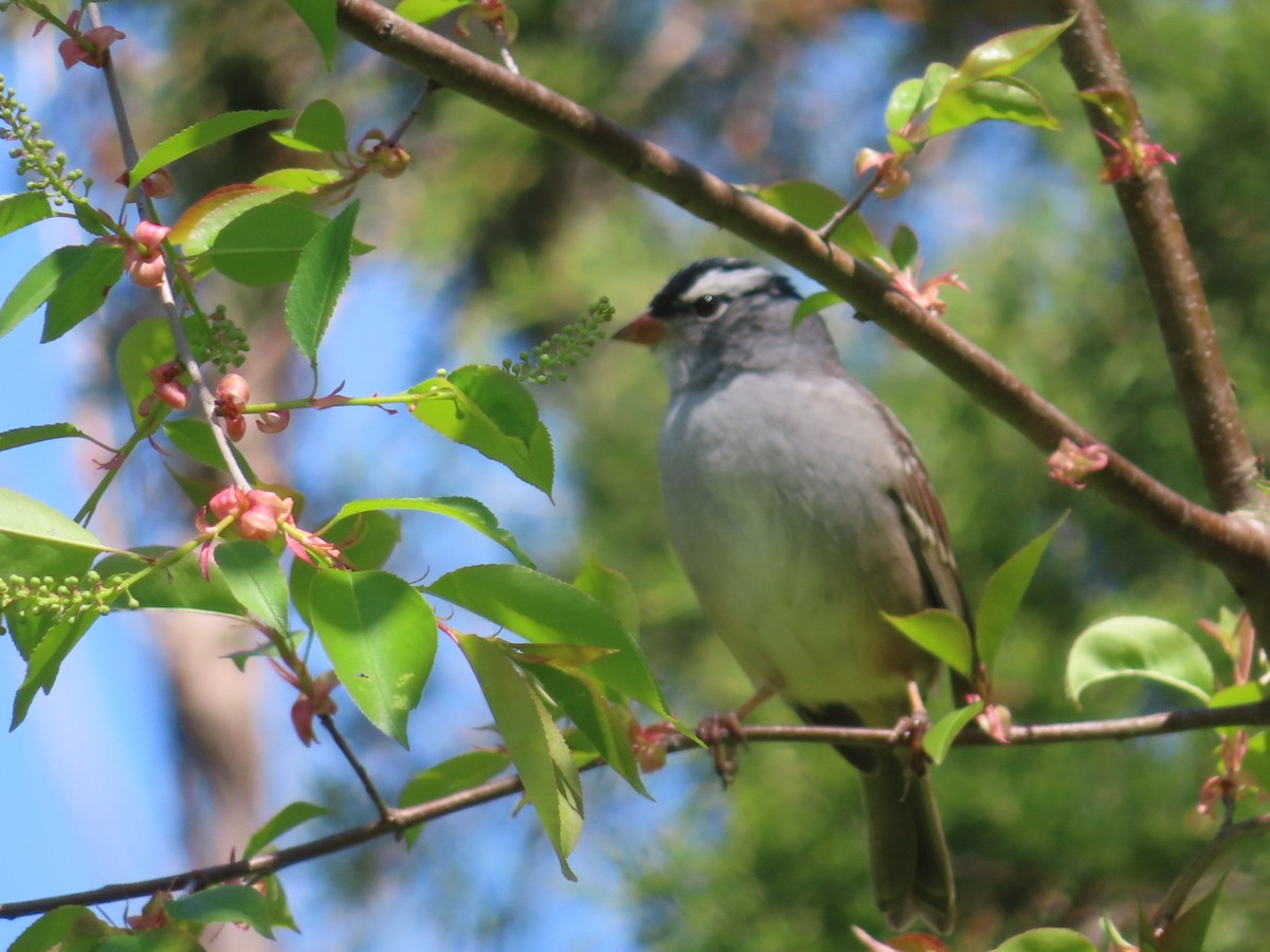 White-crowned Sparrow - ML617982265