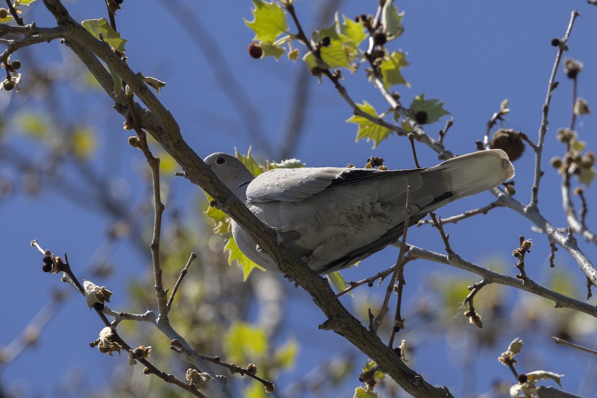 Eurasian Collared-Dove - ML617982338