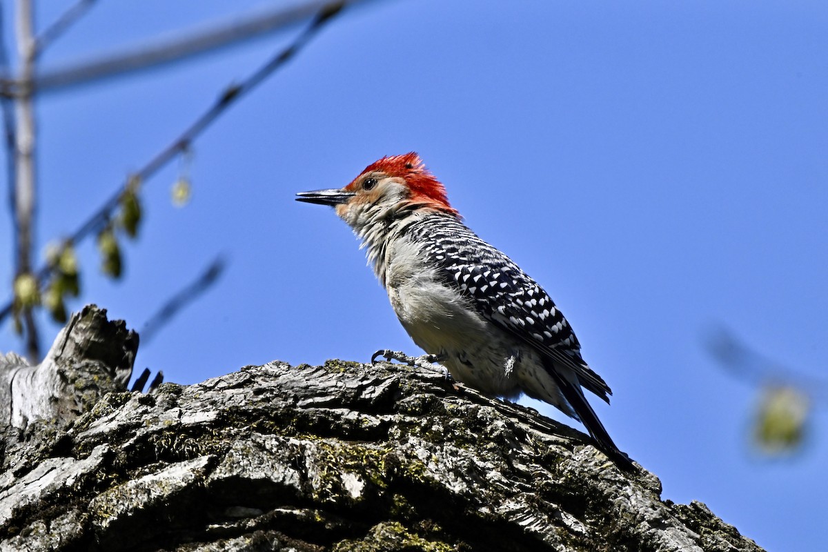 Red-bellied Woodpecker - ML617982339