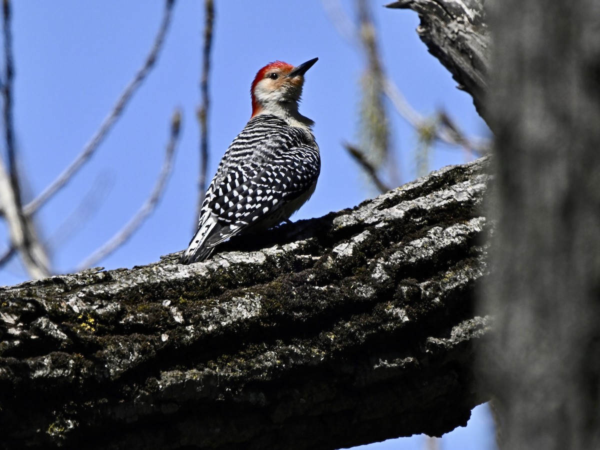 Red-bellied Woodpecker - ML617982340