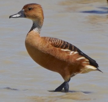 Fulvous Whistling-Duck - ML617982343