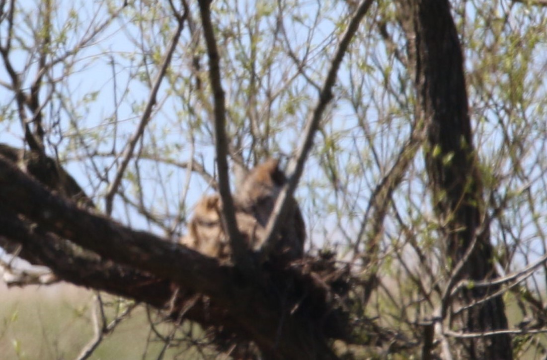 Great Horned Owl - ML617982352