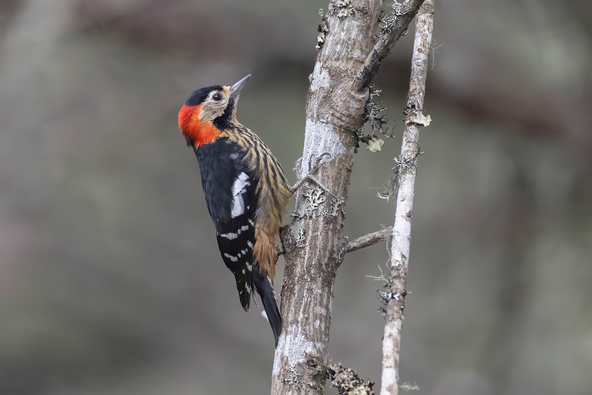Crimson-naped Woodpecker - Chris Venetz | Ornis Birding Expeditions