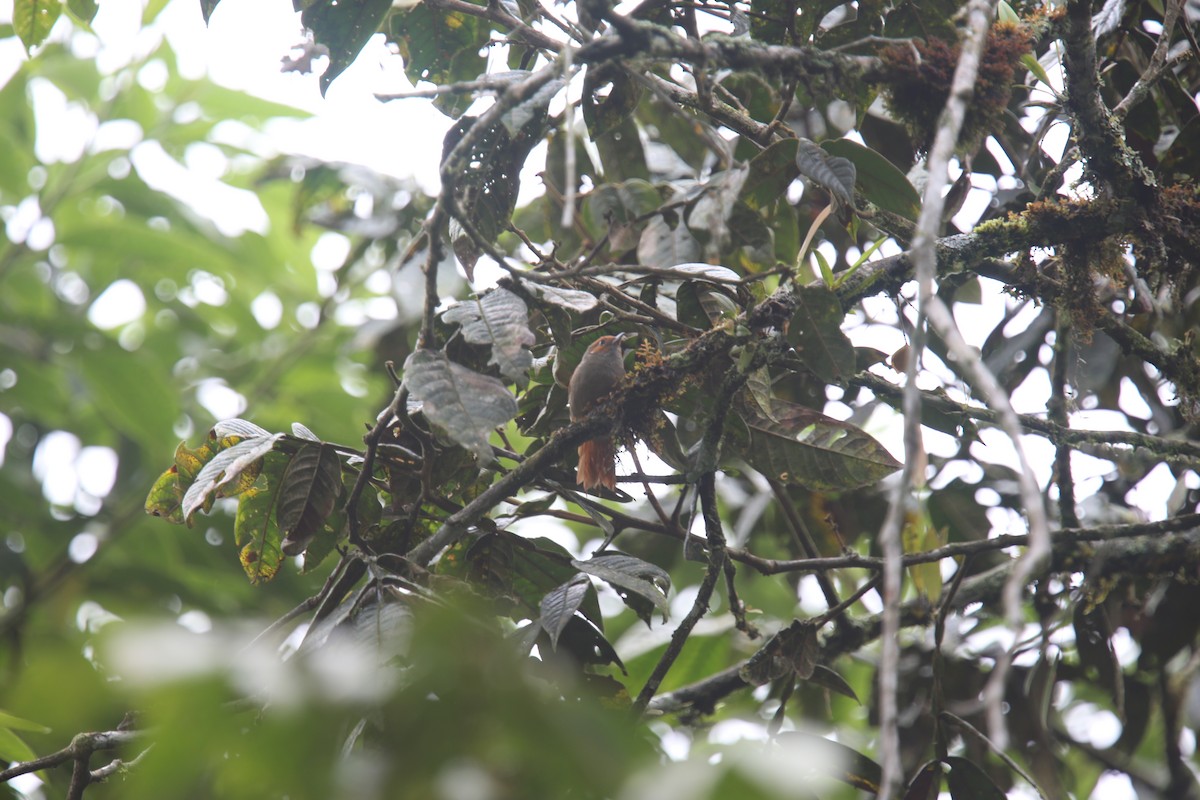 Red-faced Spinetail - ML617982375