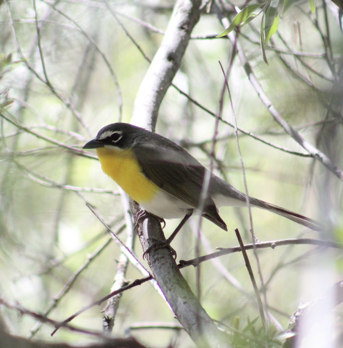 Yellow-breasted Chat - ML617982380