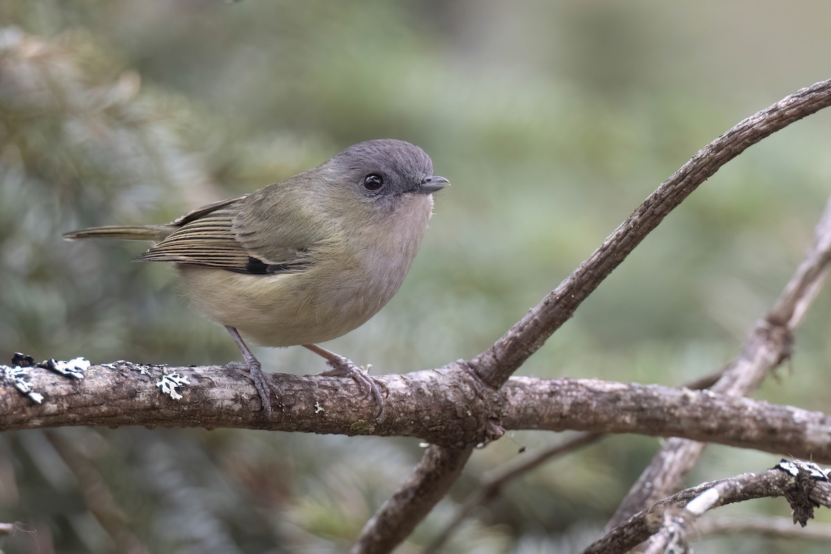Green Shrike-Babbler - Chris Venetz | Ornis Birding Expeditions