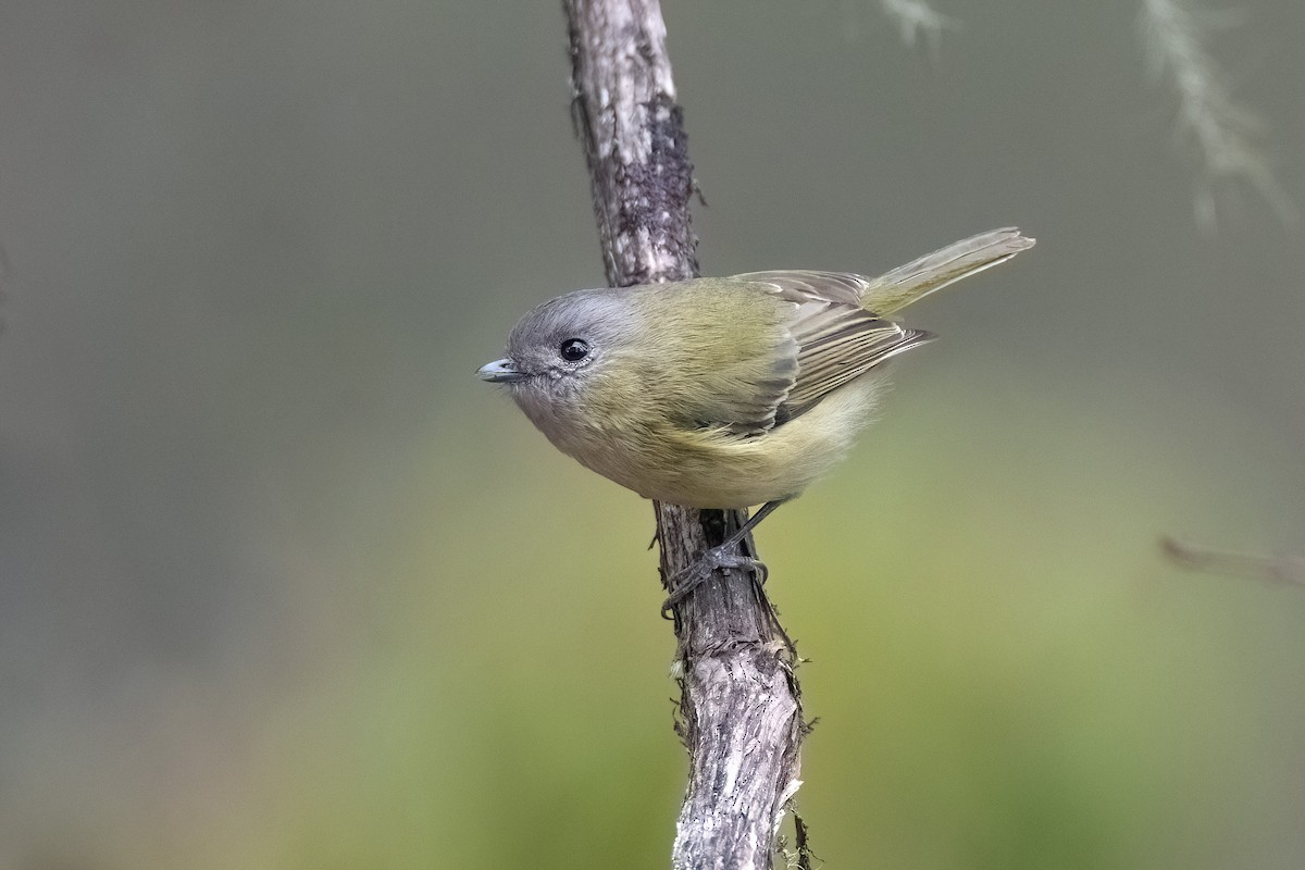 Green Shrike-Babbler - Chris Venetz | Ornis Birding Expeditions