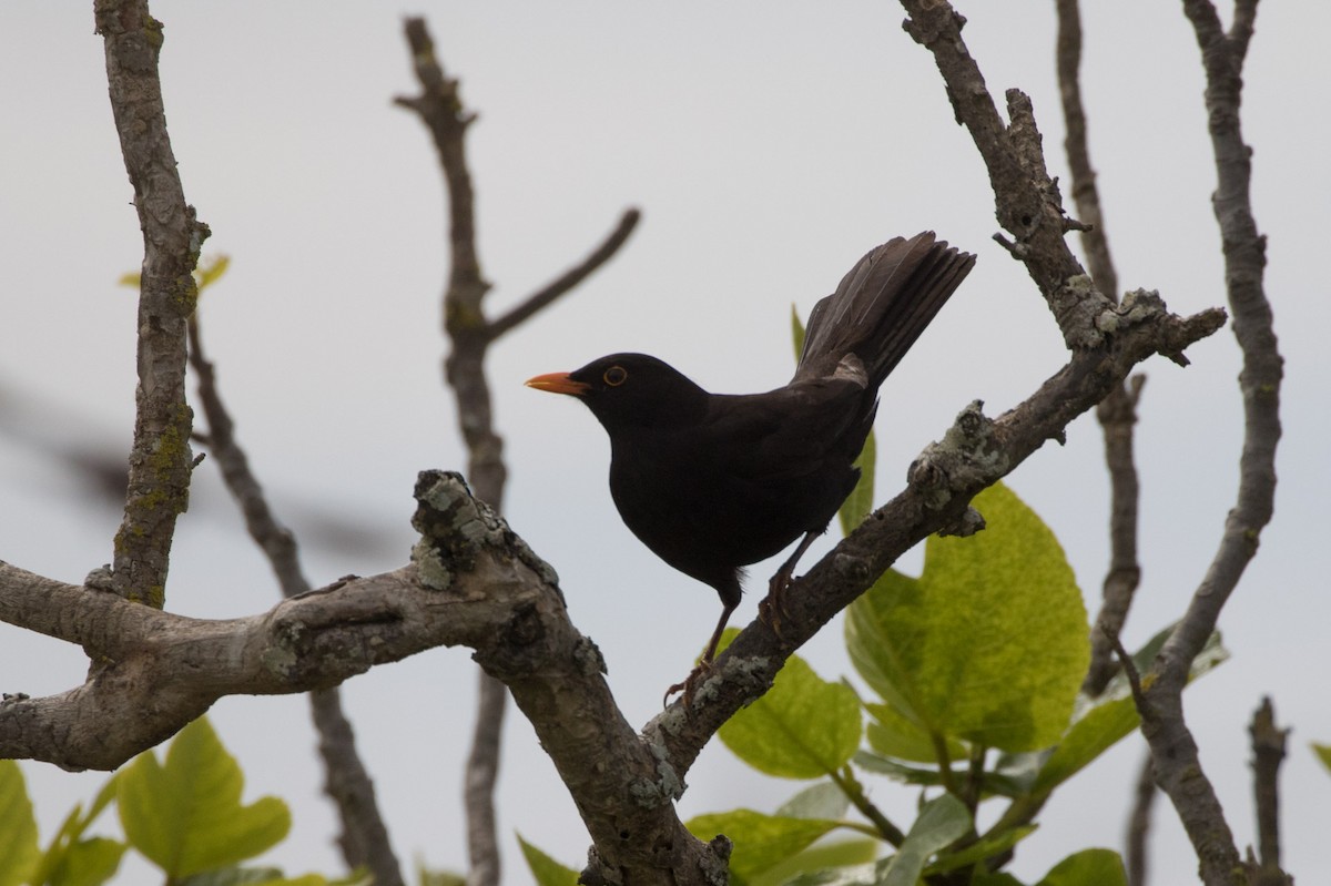Eurasian Blackbird - Detcheverry Joël