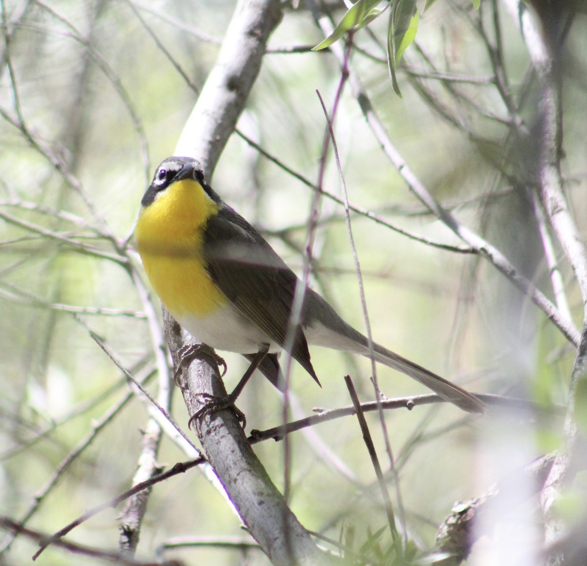 Yellow-breasted Chat - ML617982430