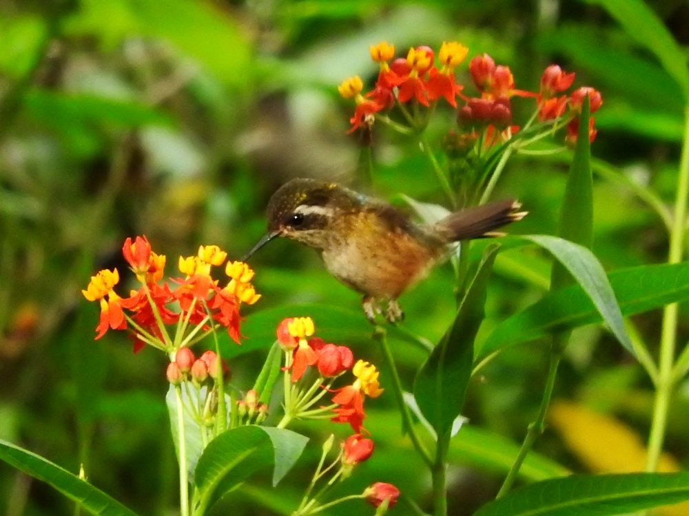 Speckled Hummingbird - ML617982503