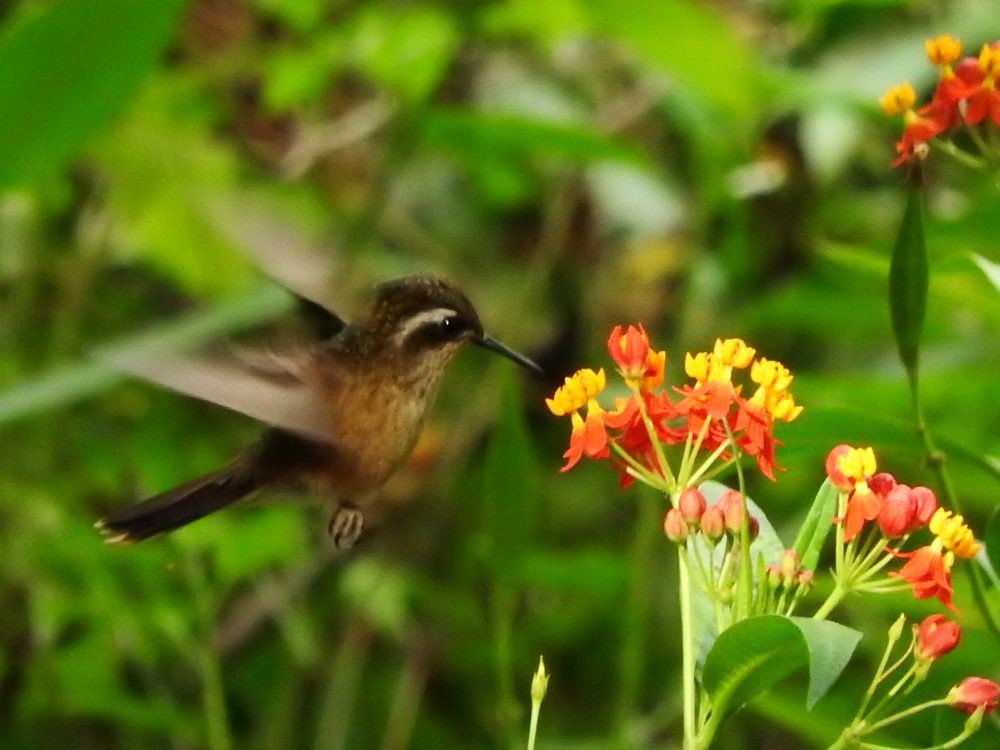 Speckled Hummingbird - ML617982508