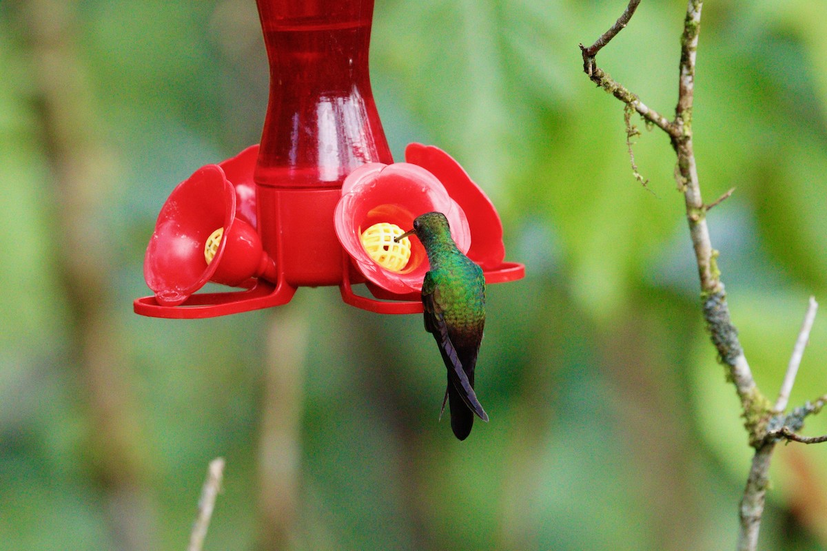 kolibřík křivozobý - ML617982539