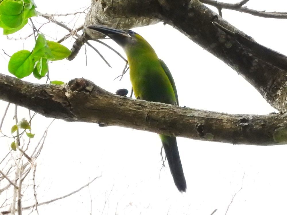 Groove-billed Toucanet - ML617982545