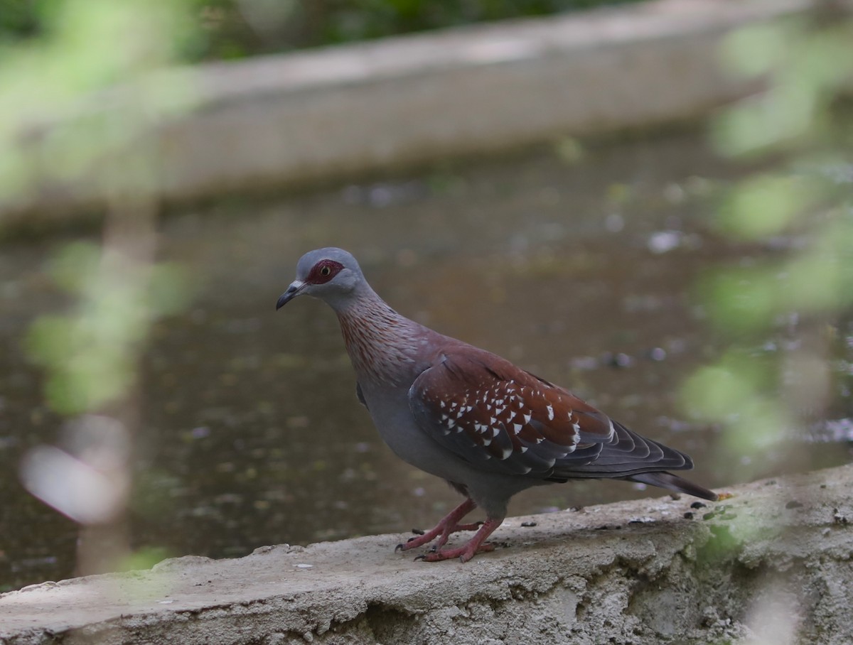 Speckled Pigeon - ML617982555