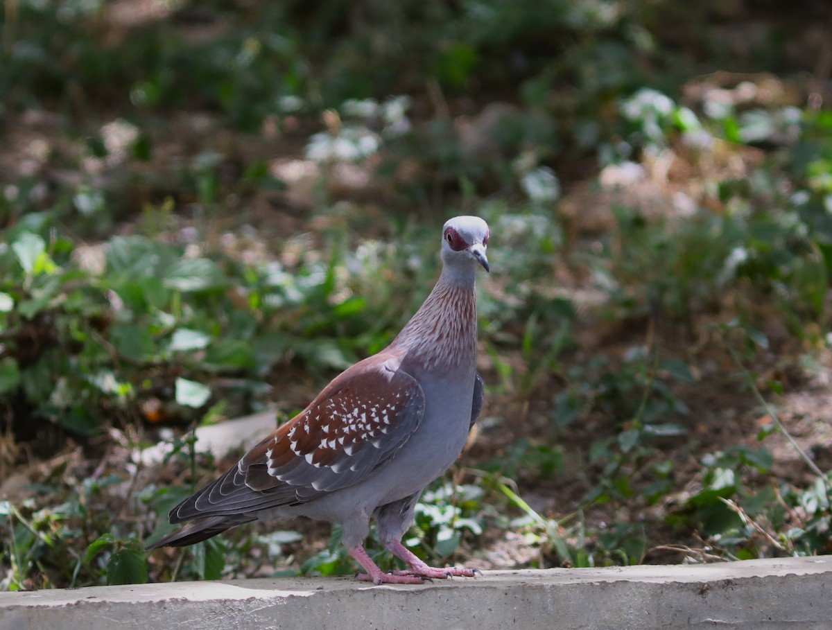 Speckled Pigeon - ML617982556