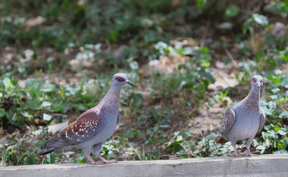 Speckled Pigeon - ML617982557