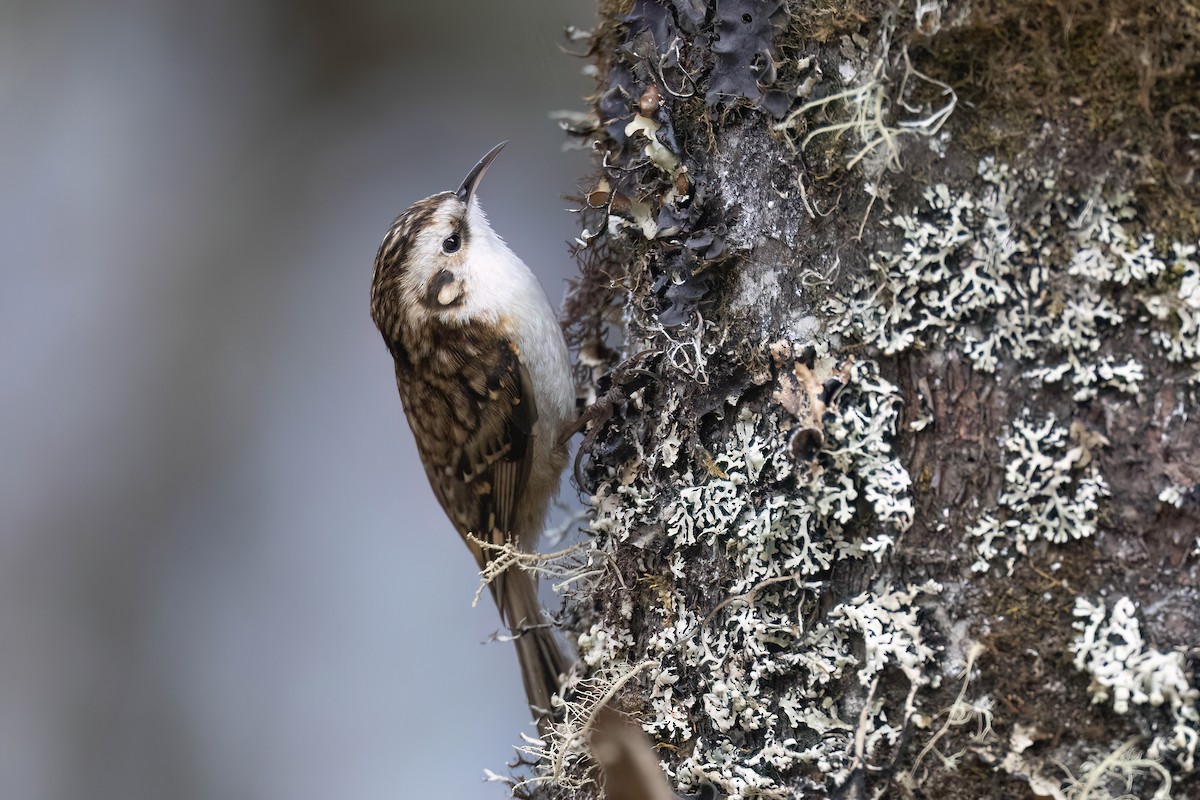 Hodgson's Treecreeper - Chris Venetz | Ornis Birding Expeditions