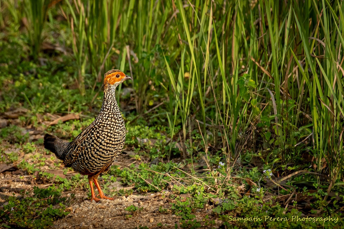 Painted Francolin - ML617982640