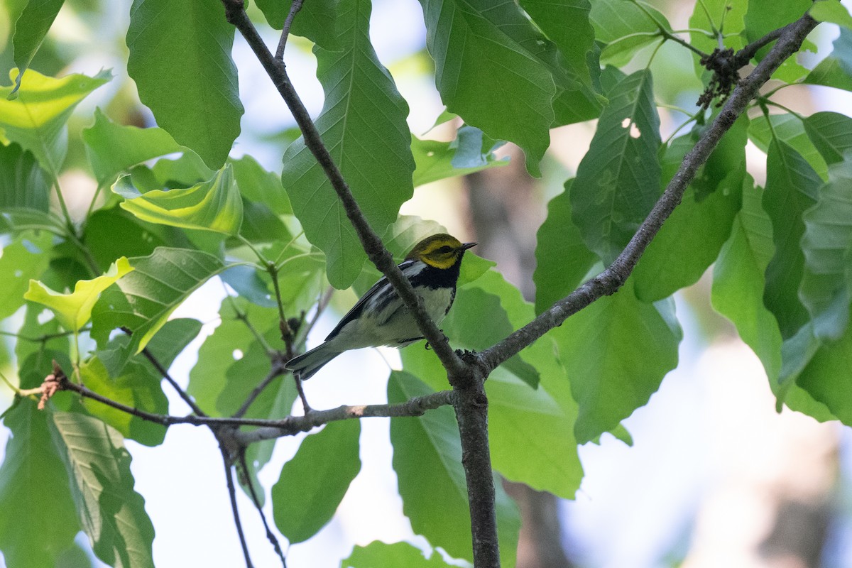 Black-throated Green Warbler - Conor Scotland