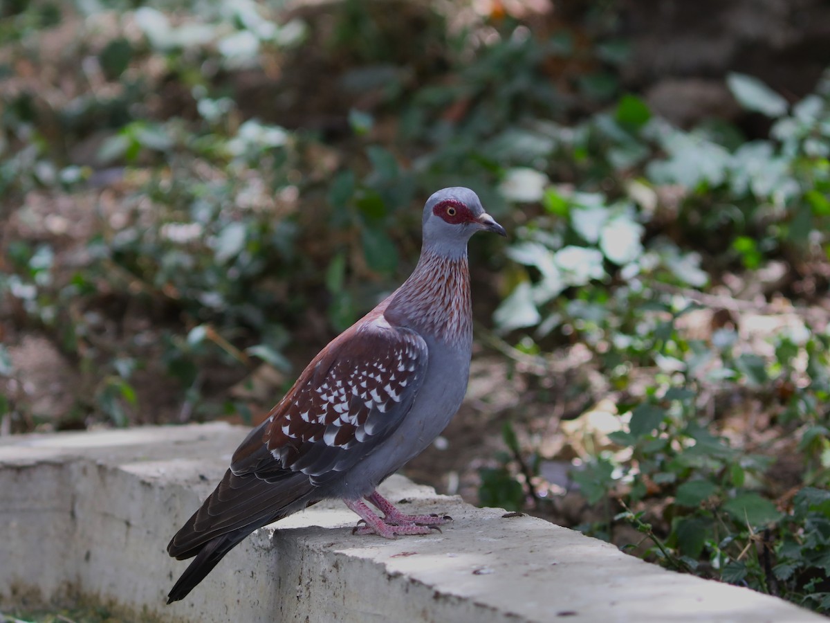 Pigeon roussard - ML617982653