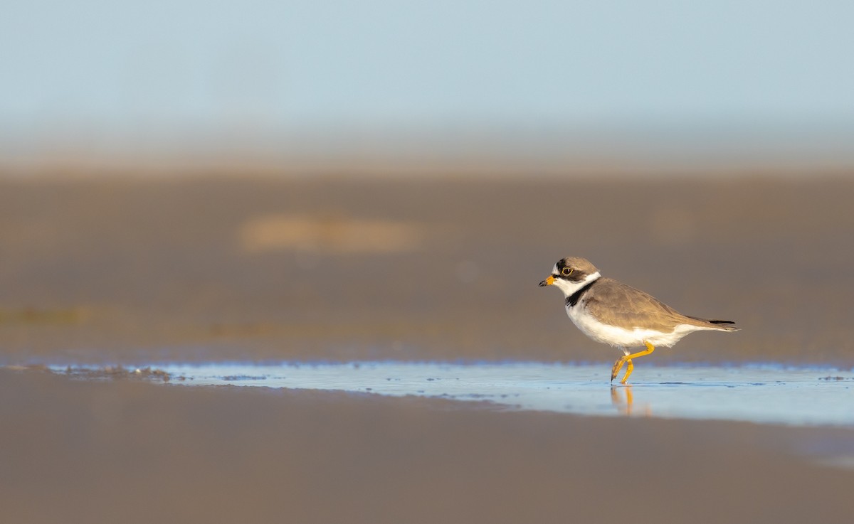 Semipalmated Plover - ML617982663
