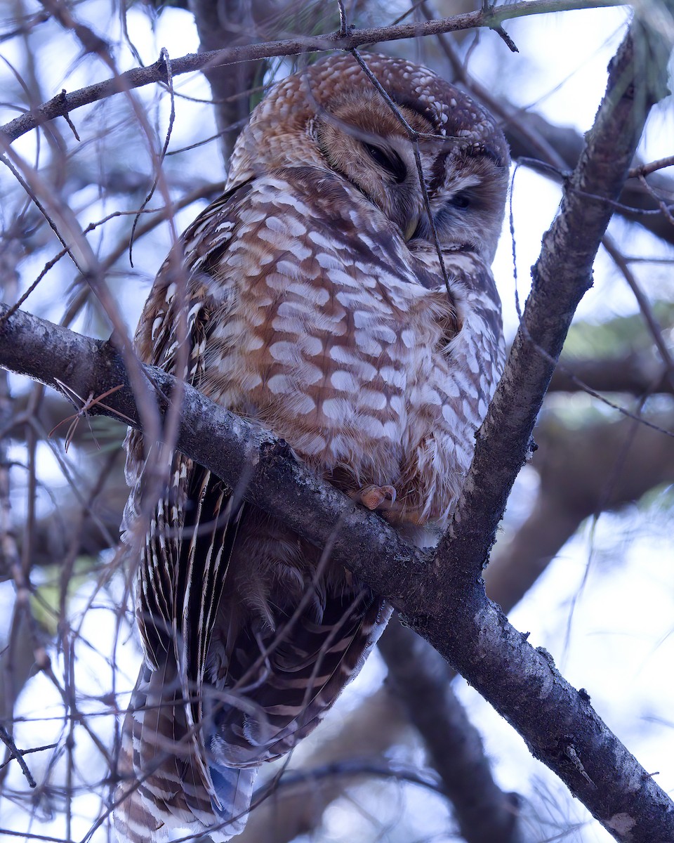 Spotted Owl - ML617982668