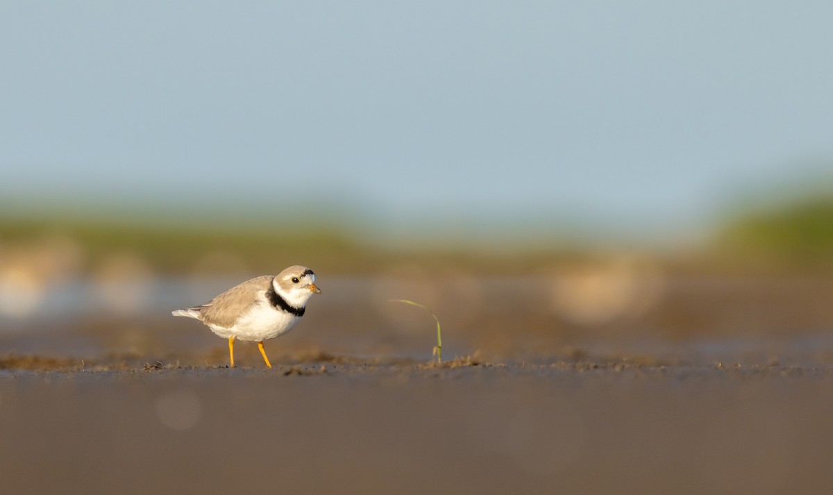 Piping Plover - ML617982674