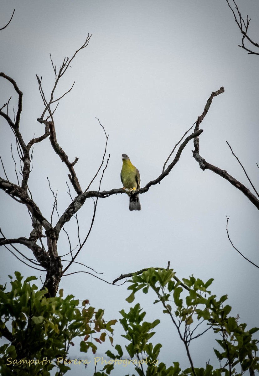 Yellow-footed Green-Pigeon - ML617982677
