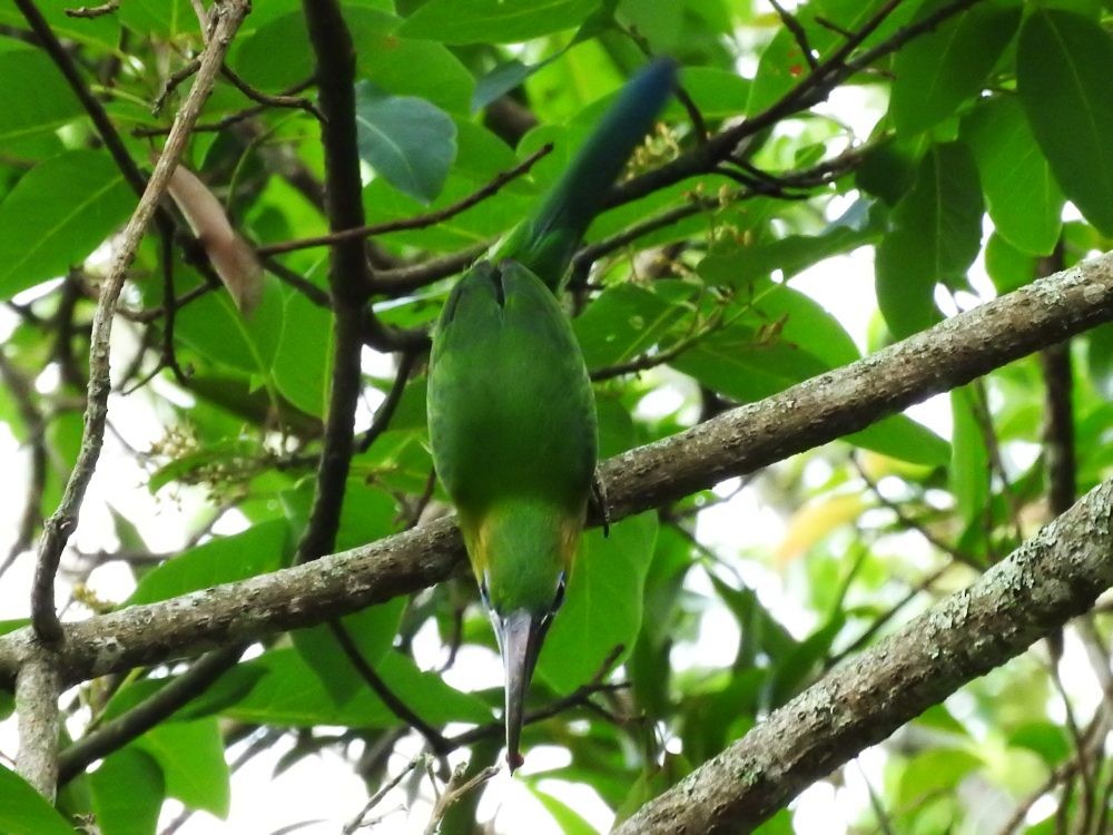 Groove-billed Toucanet - ML617982679