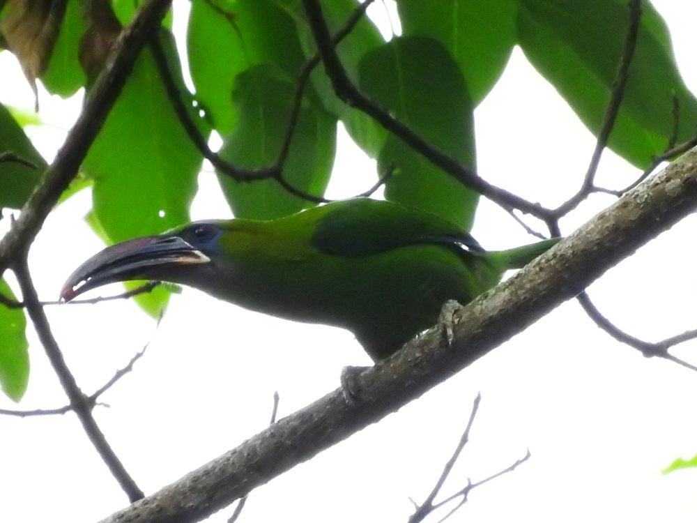 Groove-billed Toucanet - ML617982681