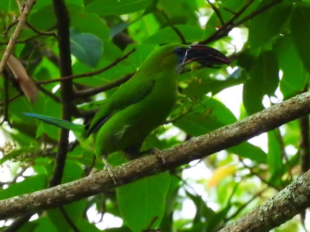 Groove-billed Toucanet - ML617982682