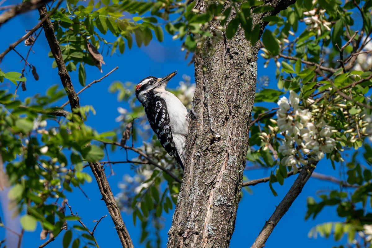 Hairy Woodpecker - ML617982691