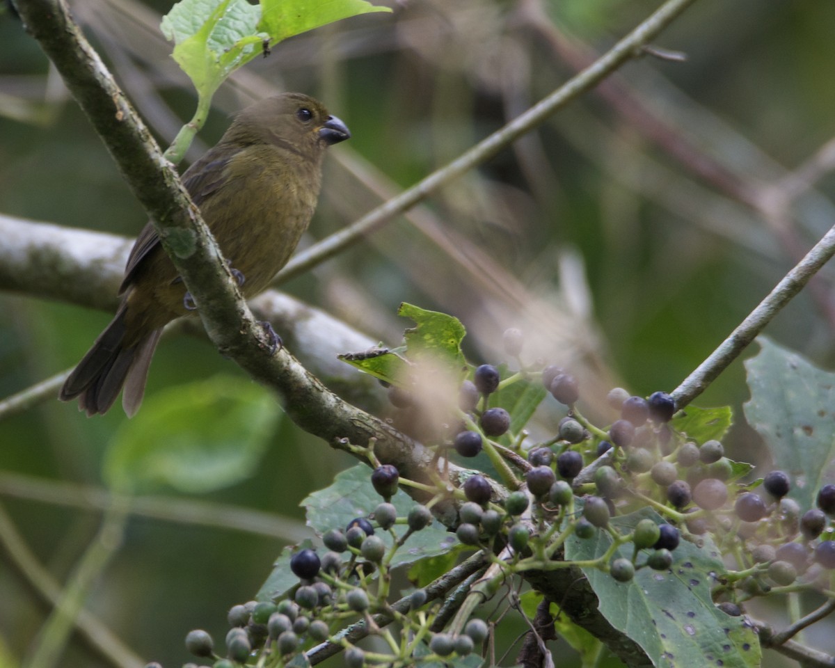 Variable Seedeater - ML617982713