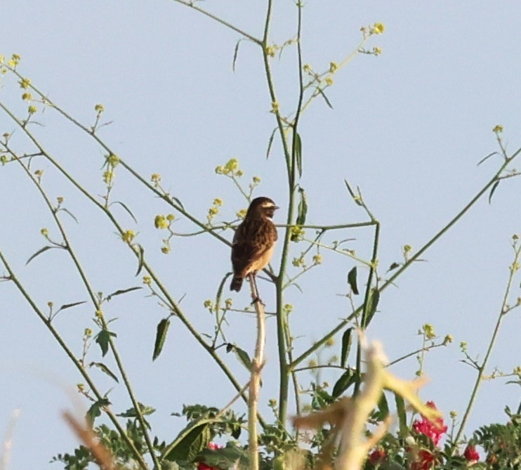 Whinchat - ML617982767
