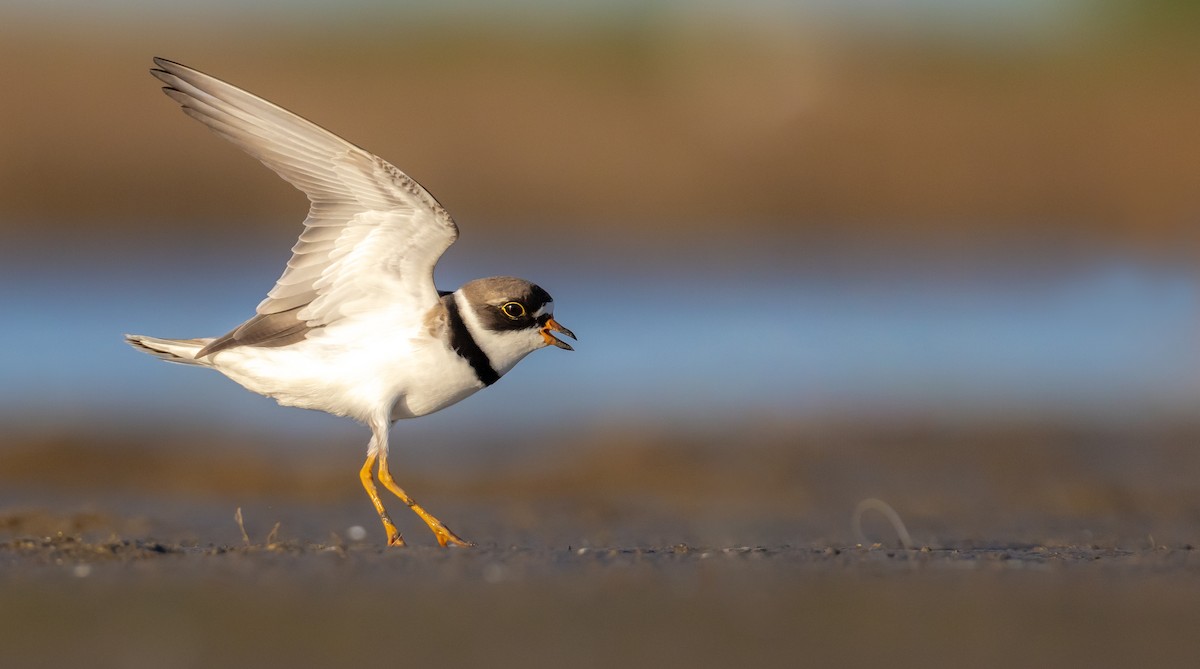 Semipalmated Plover - ML617982772