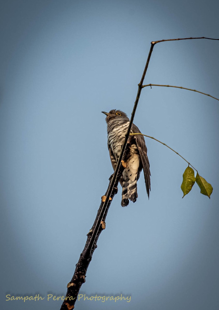 Indian Cuckoo - Sampath Indika Perera