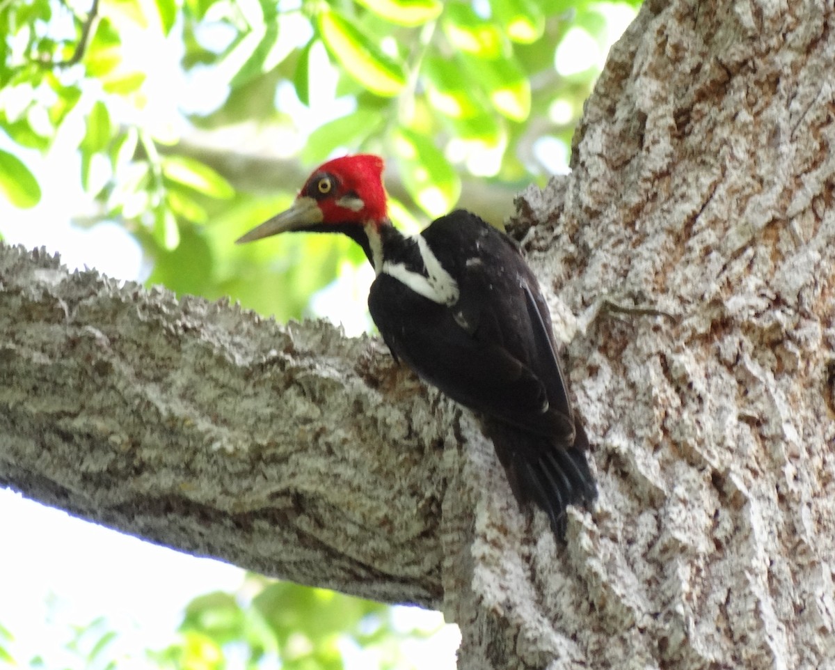 Crimson-crested Woodpecker - ML617982790