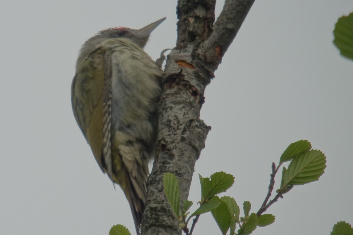 Gray-headed Woodpecker - Simon Warford