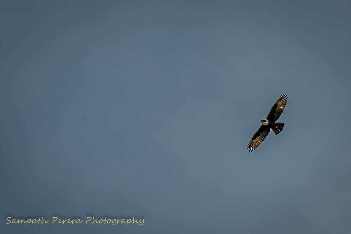 Rufous-bellied Eagle - Sampath Indika Perera