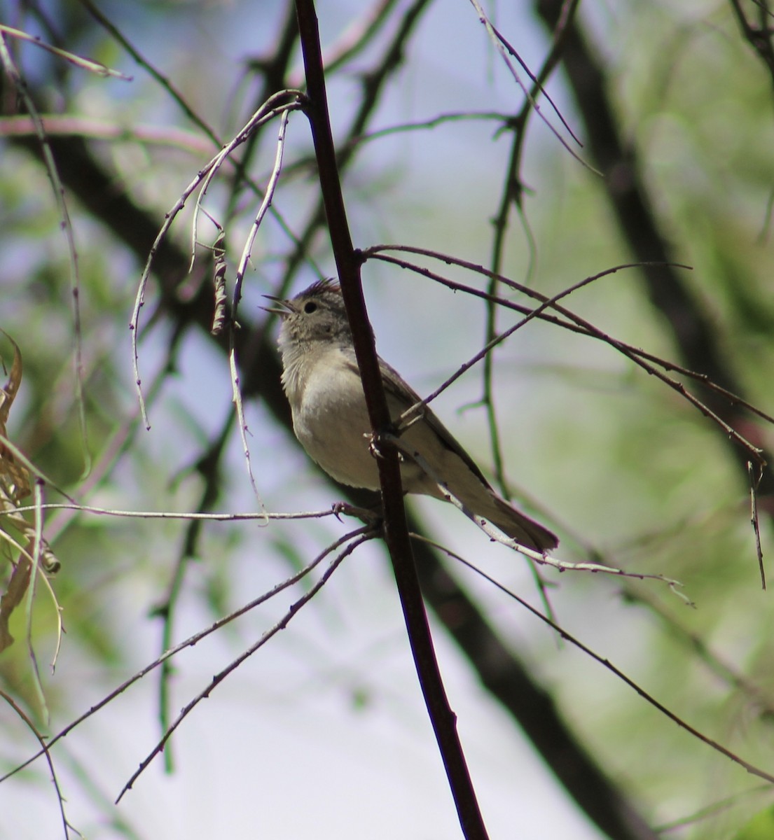 Lucy's Warbler - ML617982846