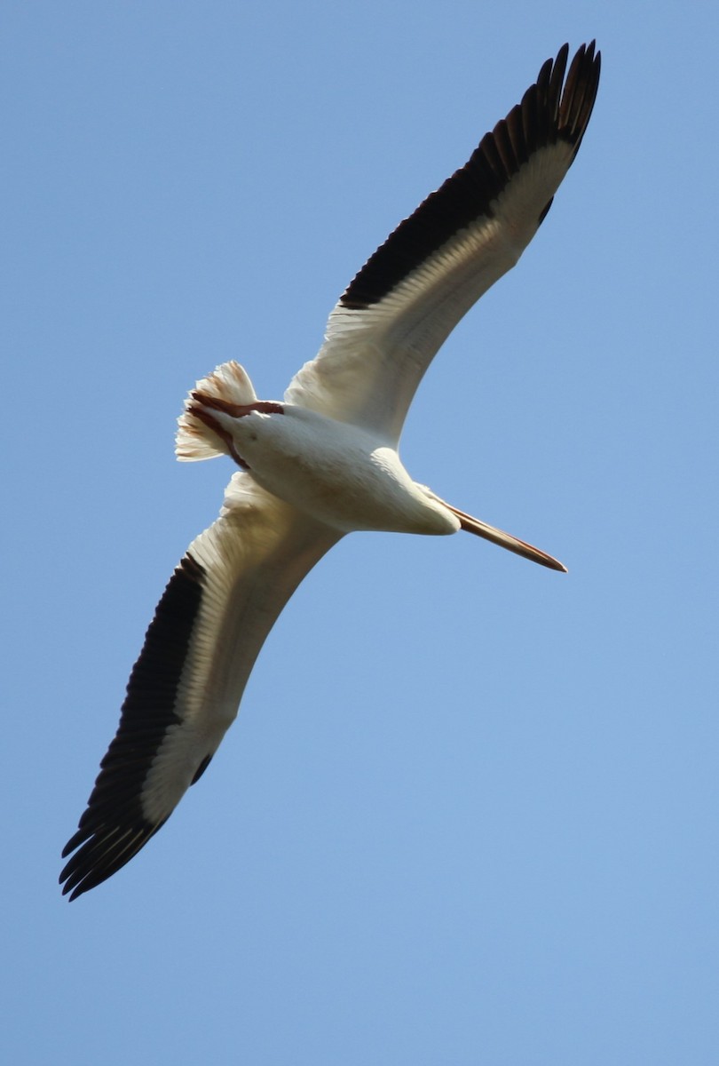 American White Pelican - ML617982850